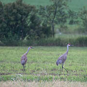 Sandhill Crane