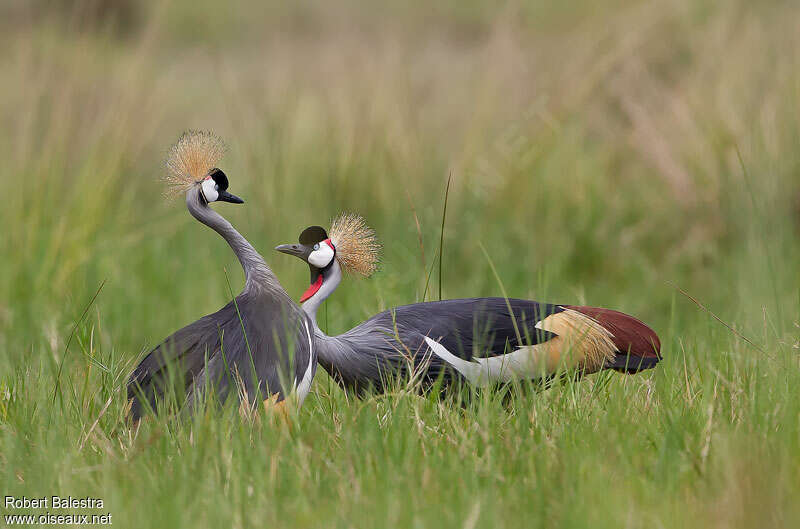 Grey Crowned Craneadult, Behaviour