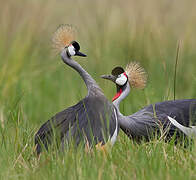 Grey Crowned Crane