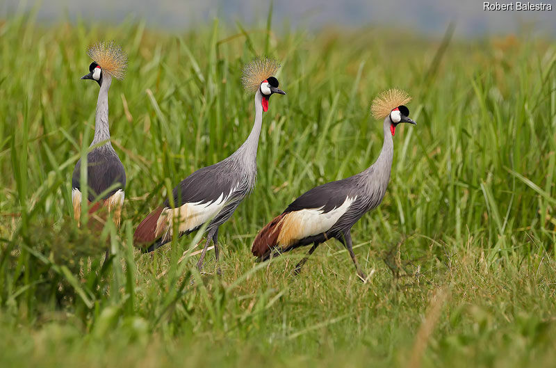 Grey Crowned Crane