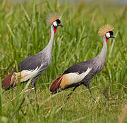 Grey Crowned Crane