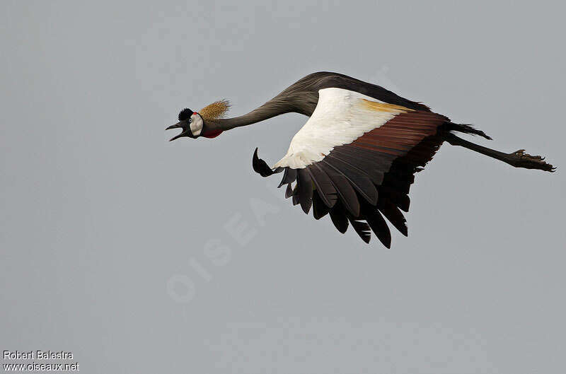 Grey Crowned Craneadult, Flight