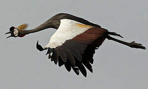 Grey Crowned Crane