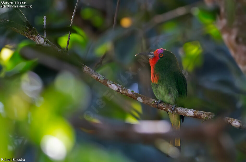 Red-bearded Bee-eater