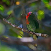 Red-bearded Bee-eater