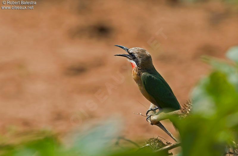 White-fronted Bee-eater