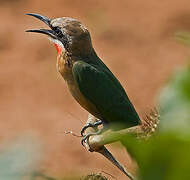 White-fronted Bee-eater