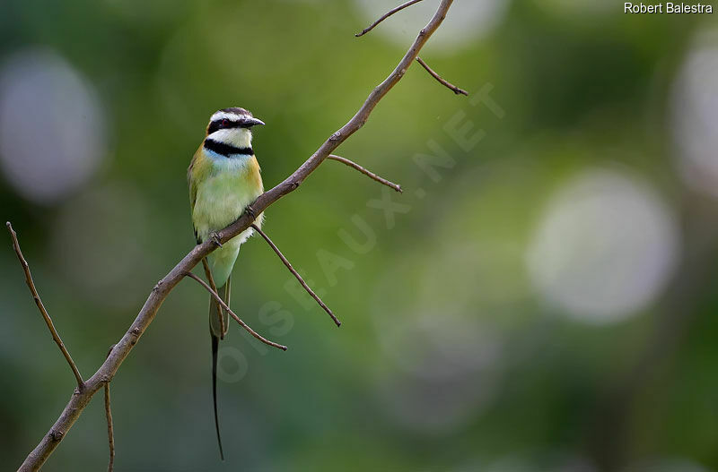 White-throated Bee-eater