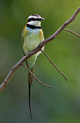 White-throated Bee-eater