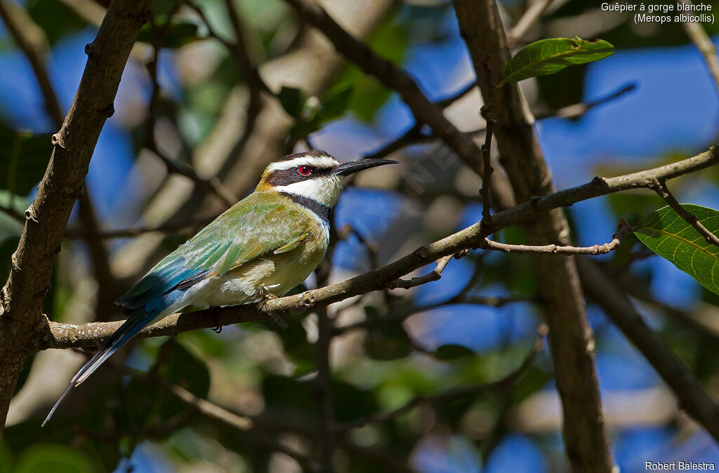 White-throated Bee-eater