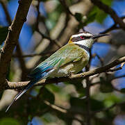 White-throated Bee-eater