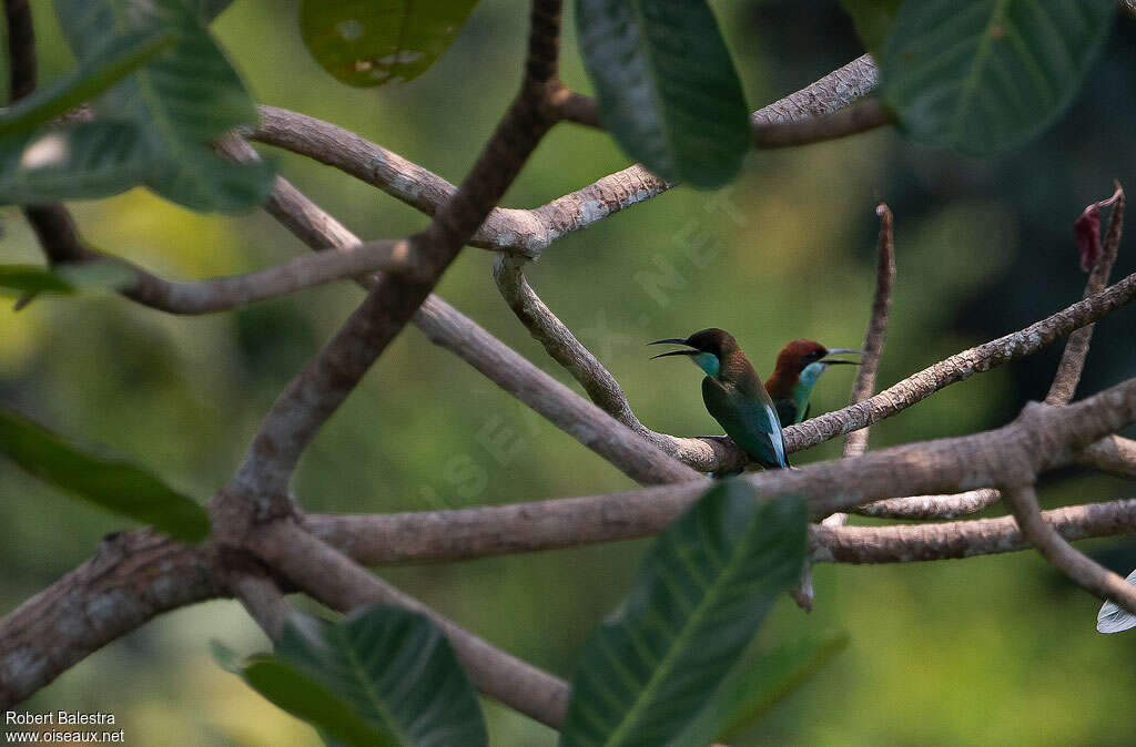 Blue-throated Bee-eateradult, habitat