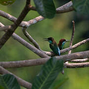 Blue-throated Bee-eater