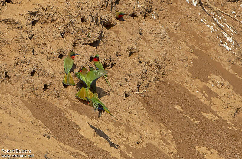 Red-throated Bee-eater