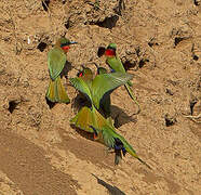 Red-throated Bee-eater