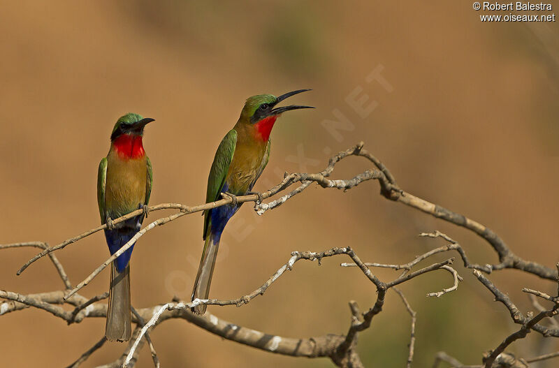 Red-throated Bee-eater