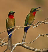 Red-throated Bee-eater