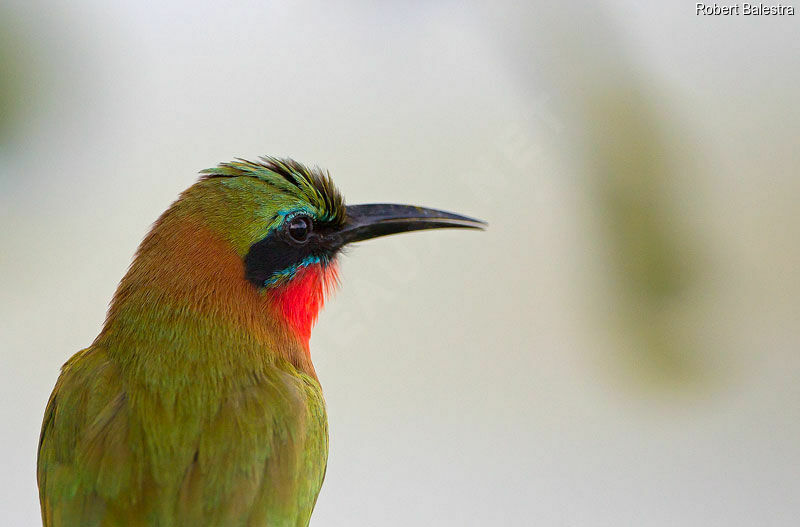 Red-throated Bee-eater