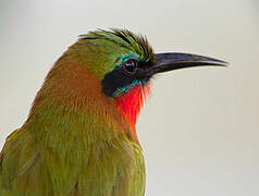 Red-throated Bee-eater