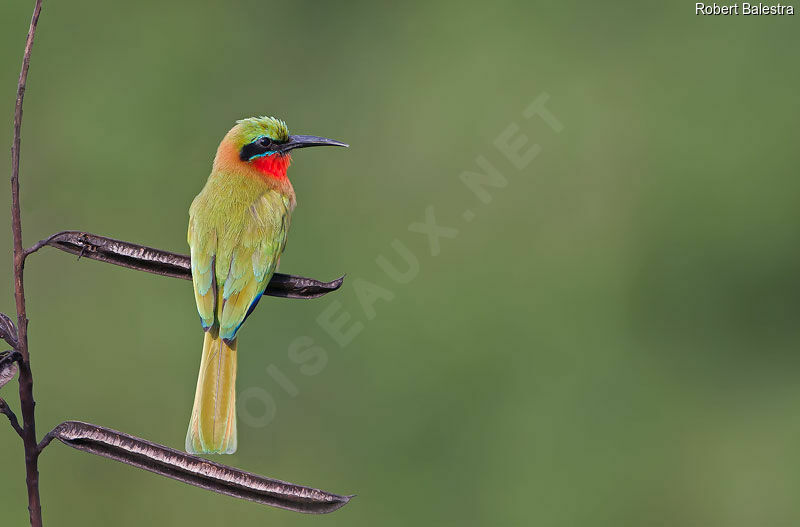 Red-throated Bee-eater