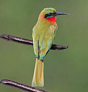 Red-throated Bee-eater