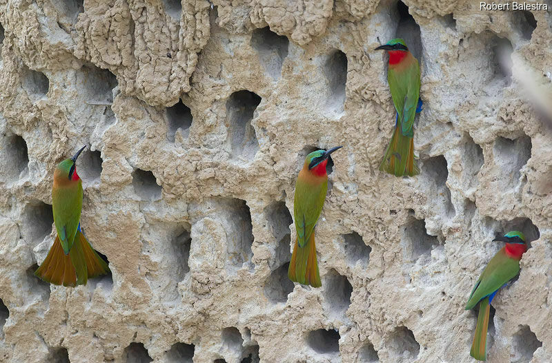 Red-throated Bee-eater