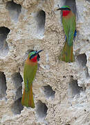 Red-throated Bee-eater