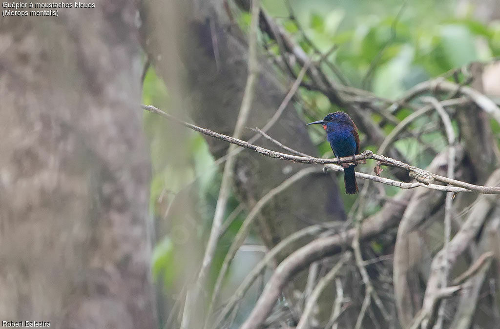 Guêpier à moustaches bleues