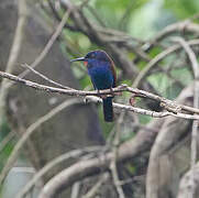 Blue-moustached Bee-eater