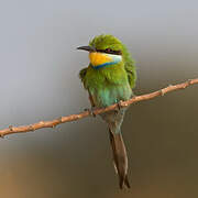 Swallow-tailed Bee-eater