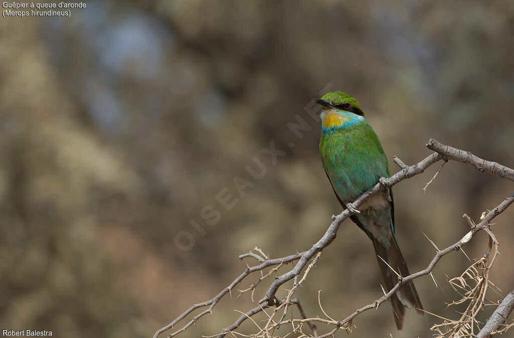 Swallow-tailed Bee-eater