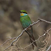 Swallow-tailed Bee-eater