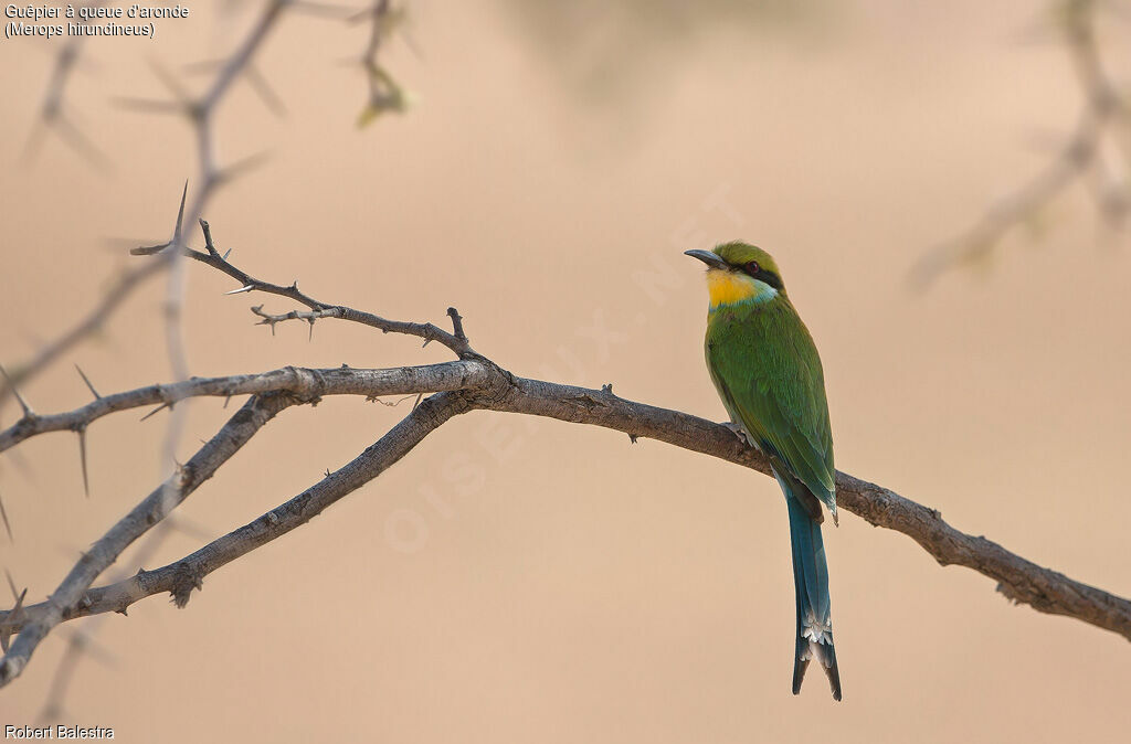 Swallow-tailed Bee-eater