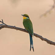 Swallow-tailed Bee-eater