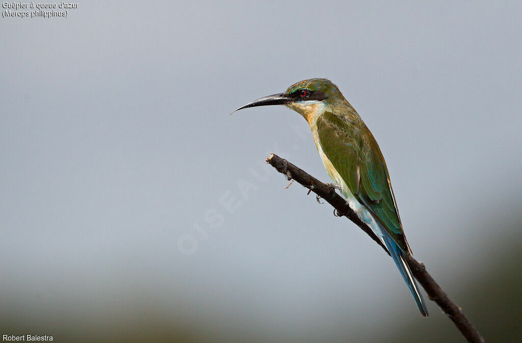 Blue-tailed Bee-eater