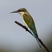 Blue-tailed Bee-eater