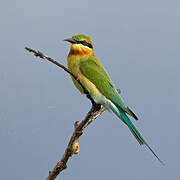 Blue-tailed Bee-eater