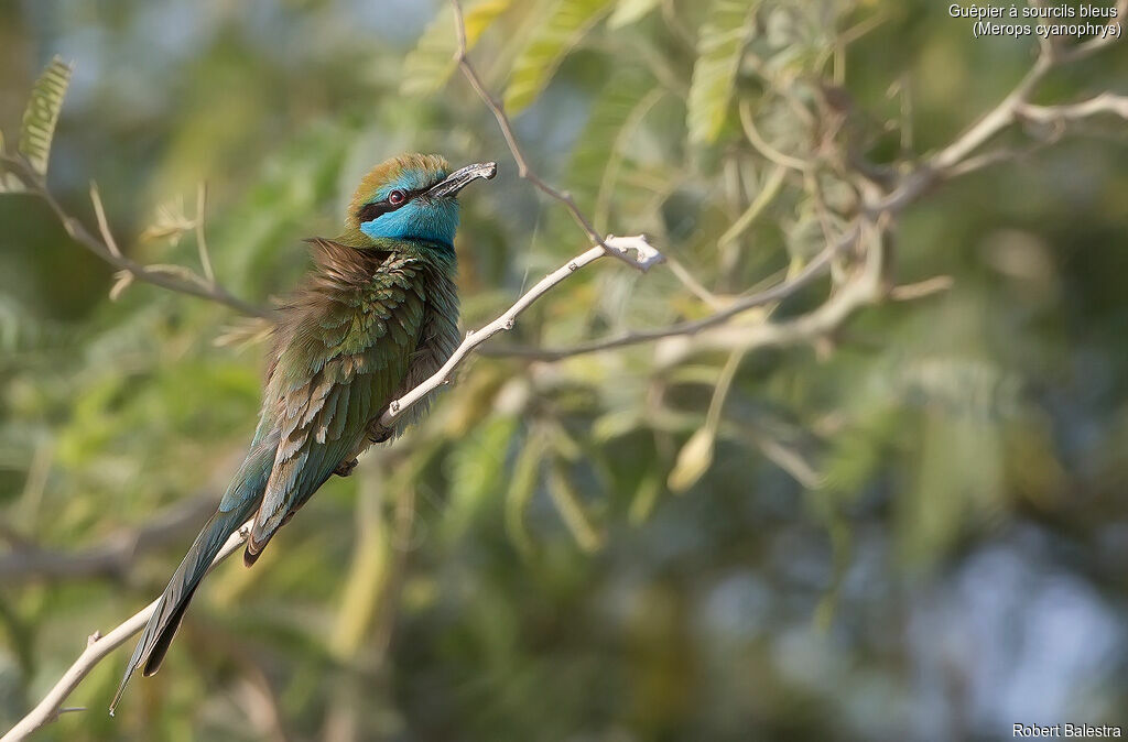 Arabian Green Bee-eater