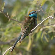 Arabian Green Bee-eater