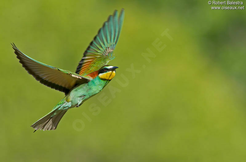 European Bee-eater