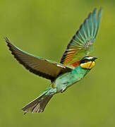 European Bee-eater