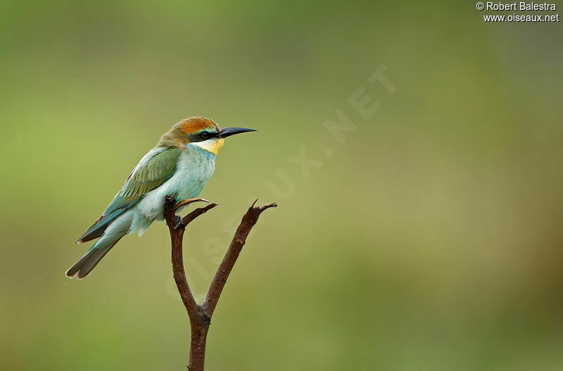 European Bee-eater