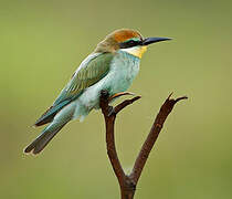 European Bee-eater