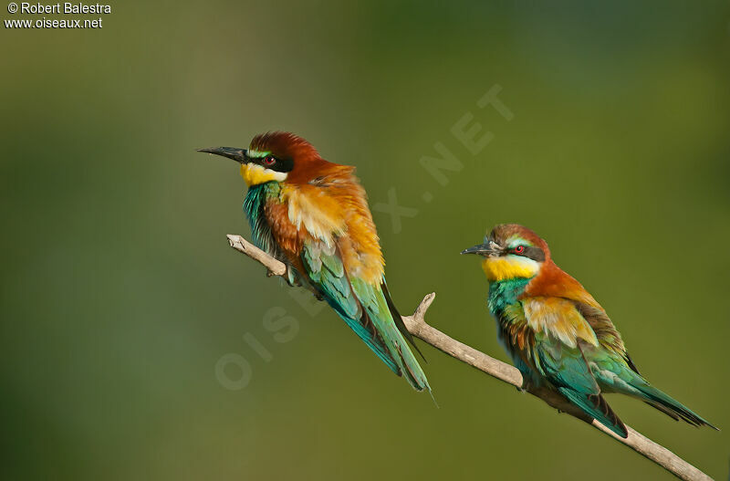 European Bee-eater