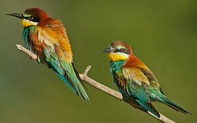 European Bee-eater