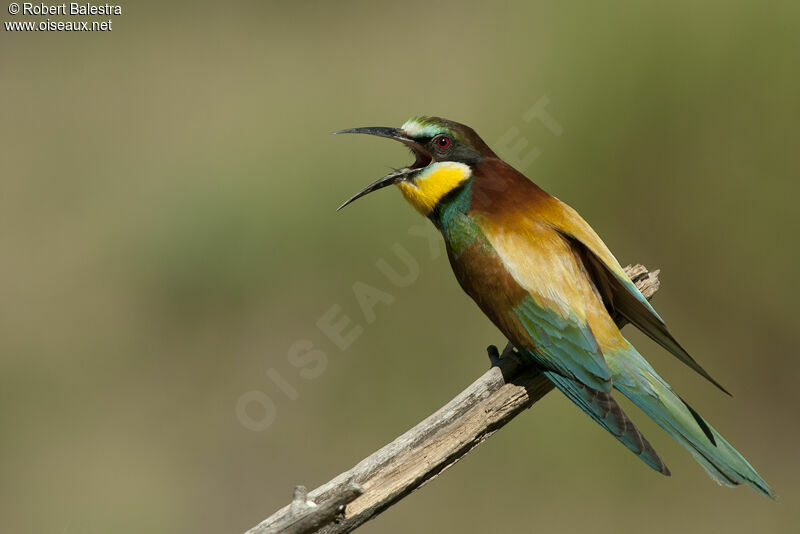 European Bee-eater