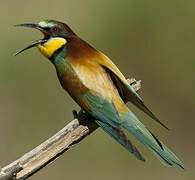 European Bee-eater