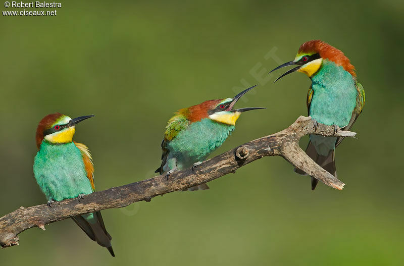 European Bee-eater 