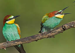 European Bee-eater