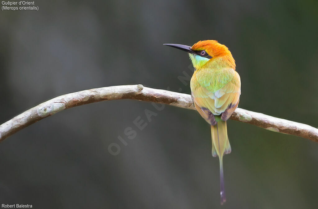 Asian Green Bee-eater